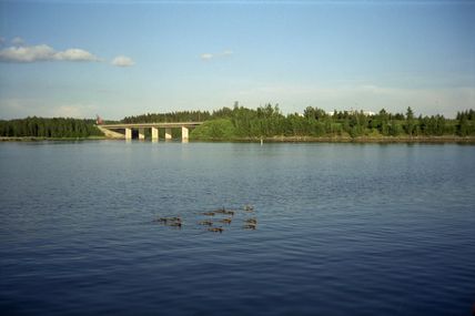 Mikkelin sataman pullasorsia.