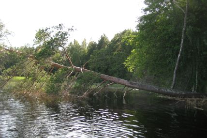 Kaatunut mänty Iivarinsalon rannalla.